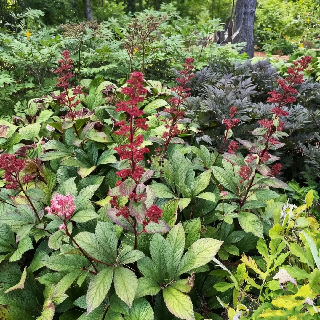 七叶鬼灯檠盆栽苗 鬼灯檠苗 多年生耐阴宿根植物 阴生花镜植物