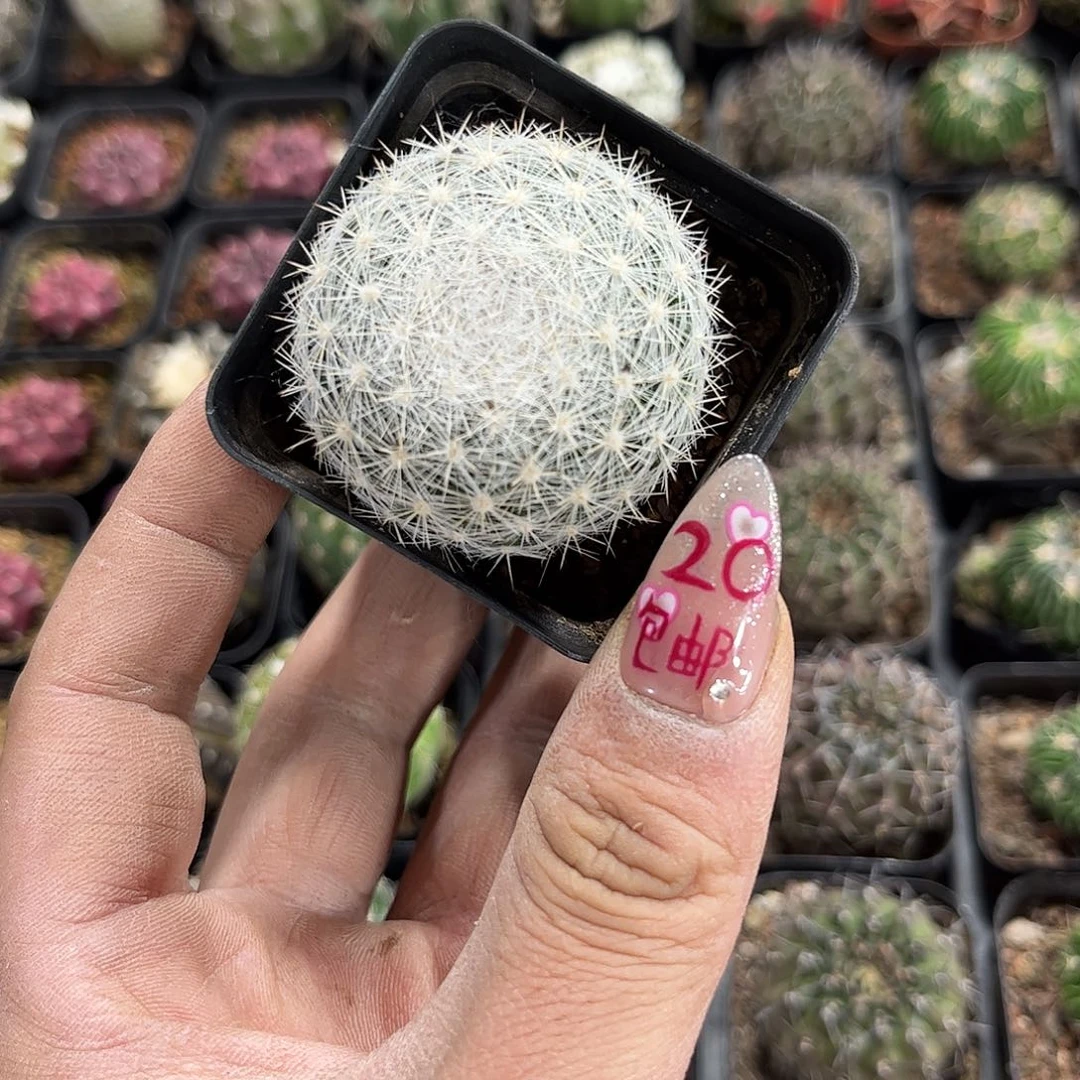 满月单头发货有根发货