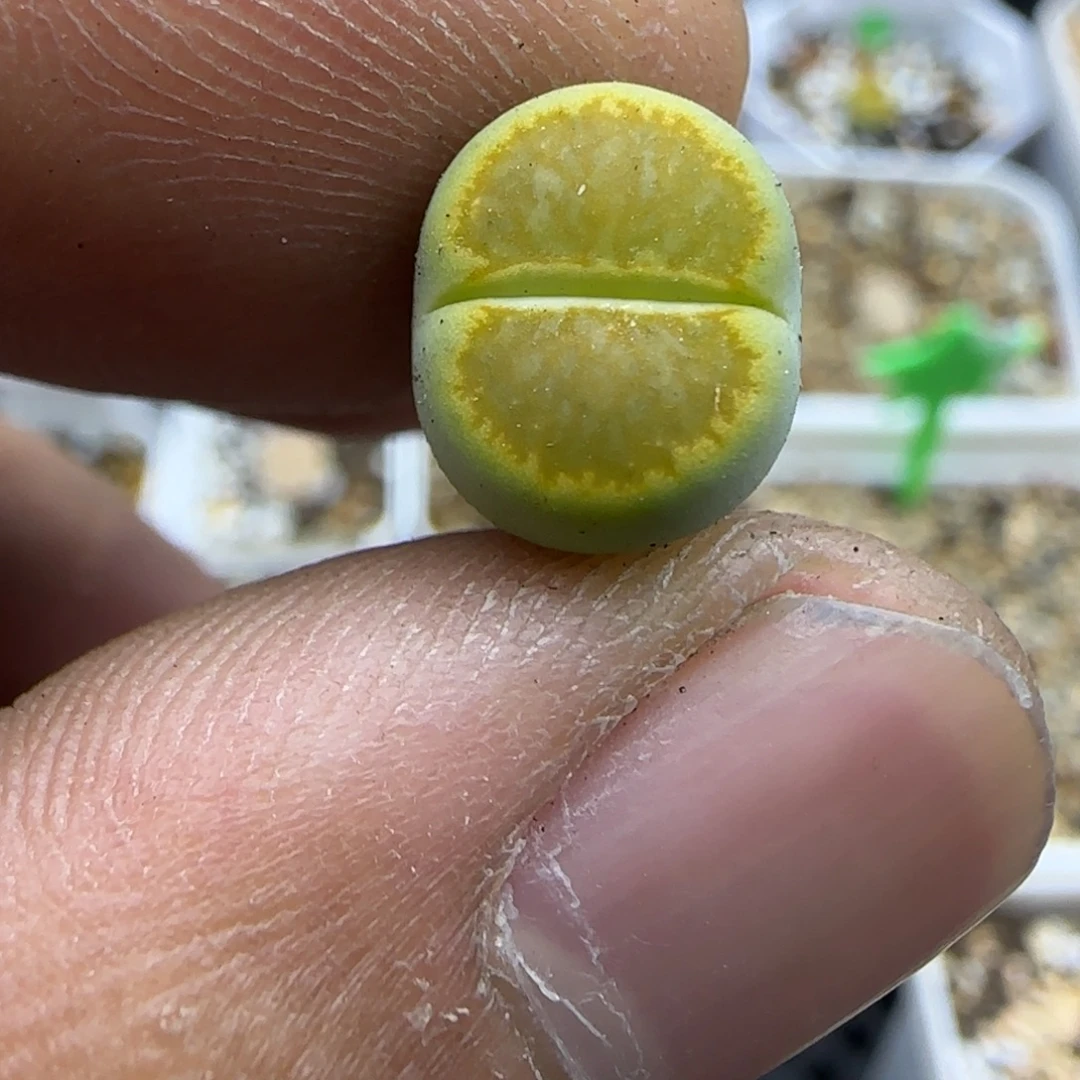 876 生石花大棚直播