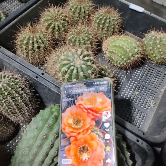 仙人球毛花柱德一侧芽