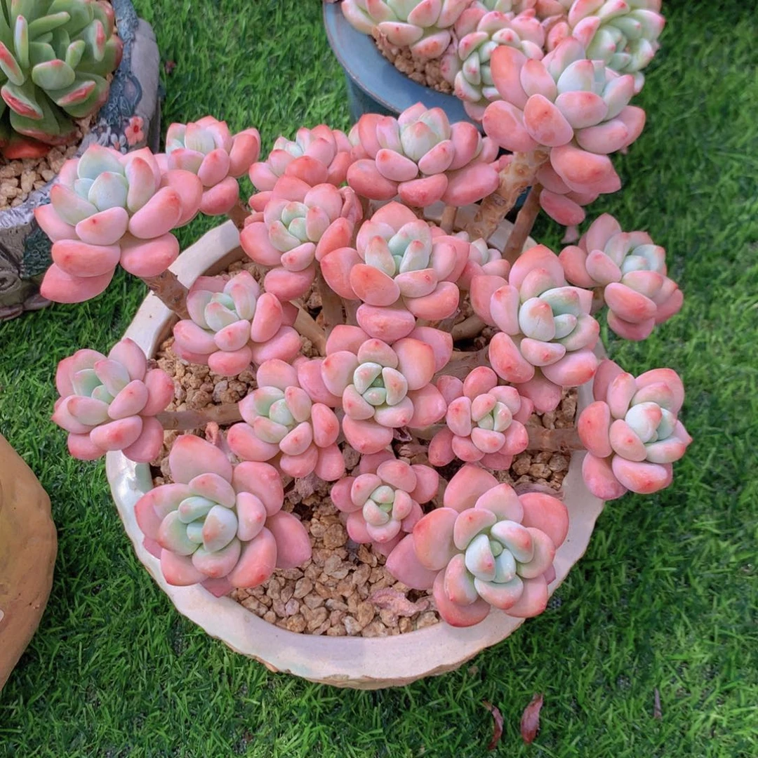 玲*宝粉洛神 一物一拍