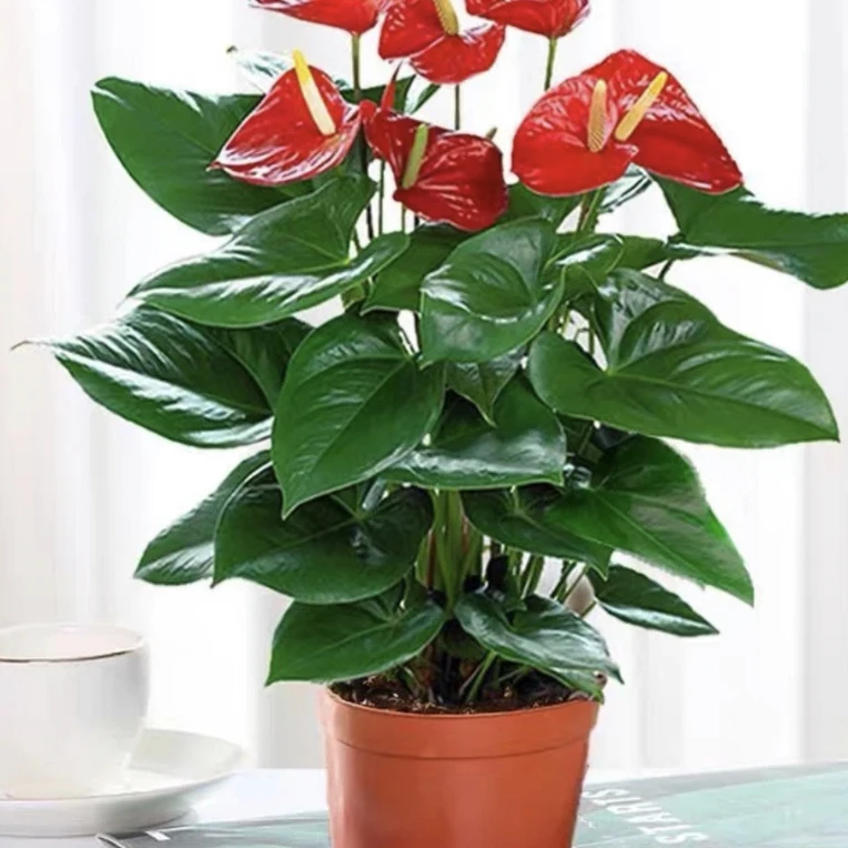 红掌盆栽带花大叶花卉AJ室内绿植四季开花净化空气