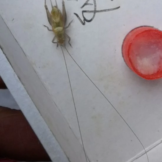 蟋蟀石大黄汊口长须一只漂亮