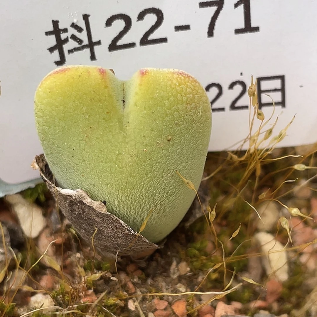 22-71毛将多肉植物