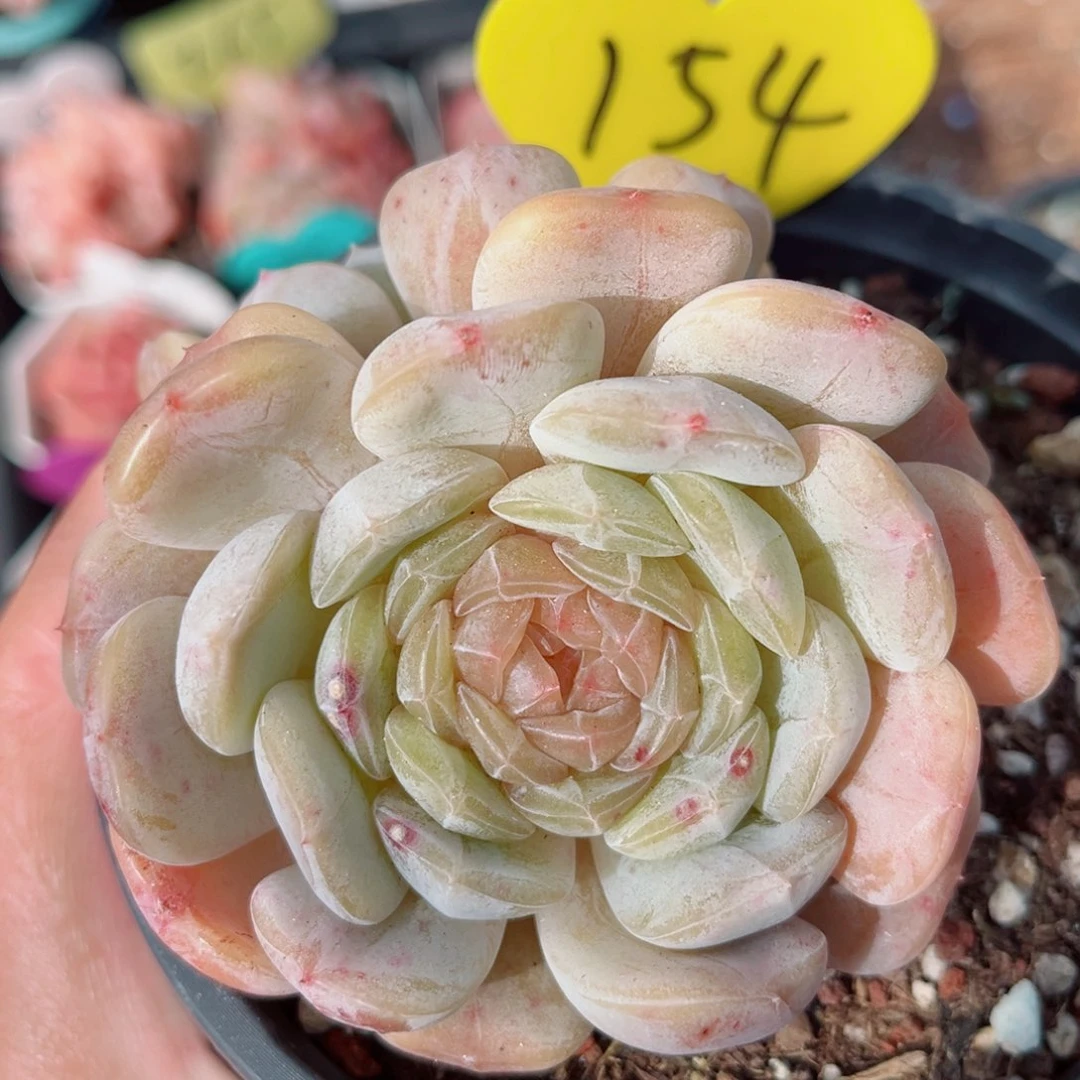 154号小老桩白恋双头