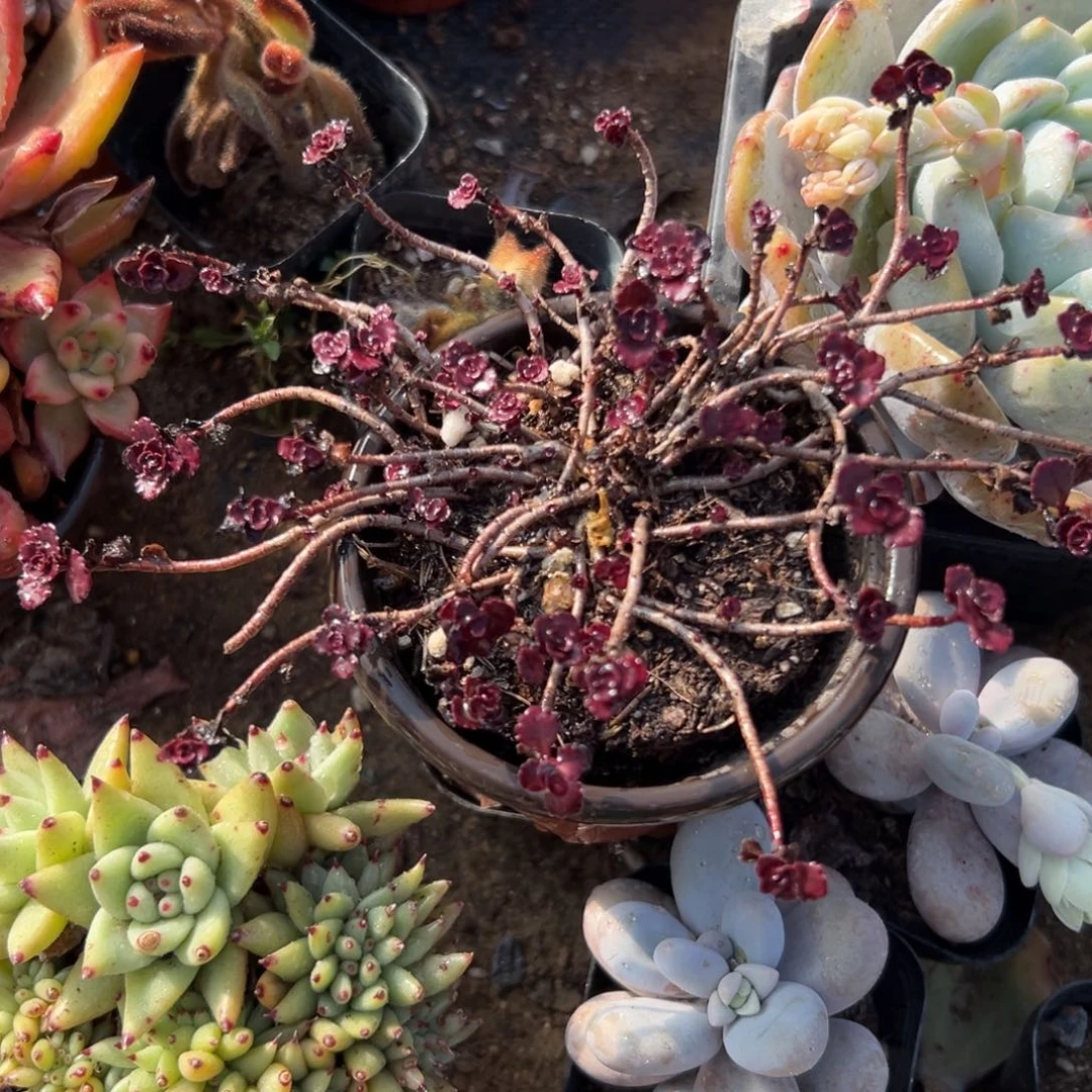 多肉植物多肉植物