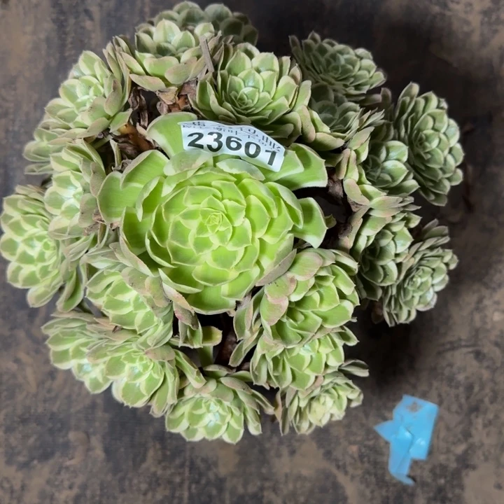 23601南孔雀多肉植物