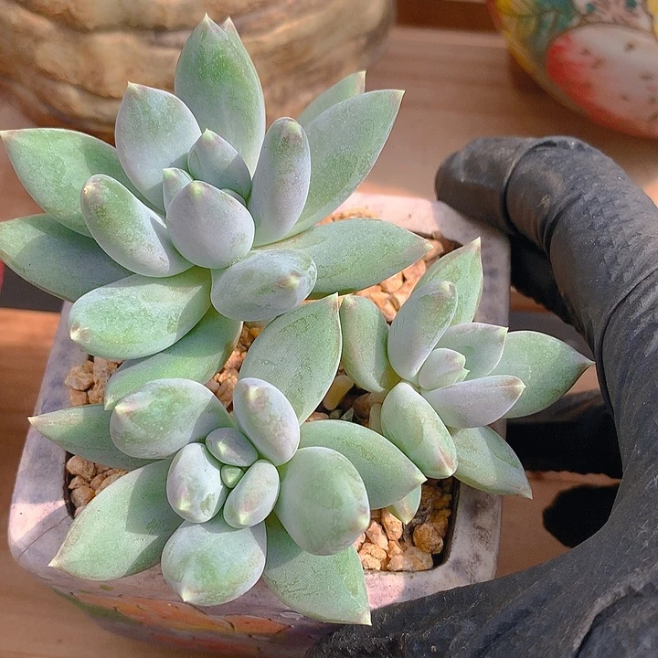 小叶伊丽莎白10 公分一物一拍