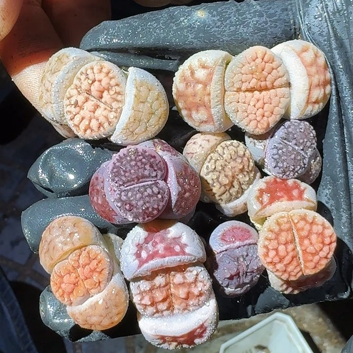 生石花22222/。    193
