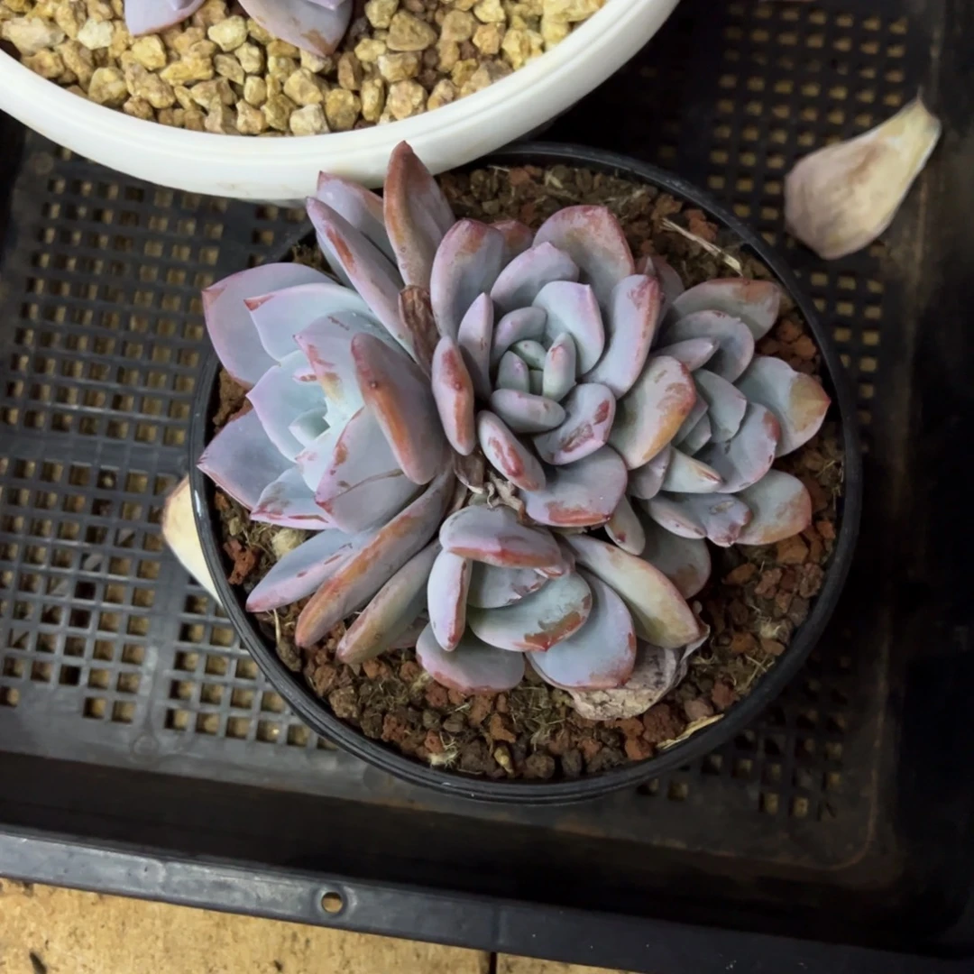 云***云云云38。