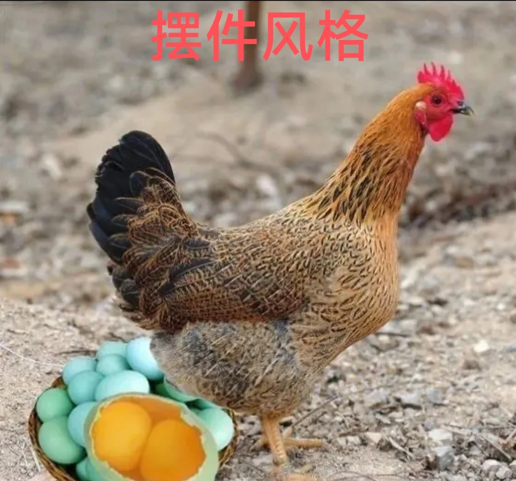 养殖麻羽鸡鸭鹅笨鸡高颜值养殖用摆件高品质