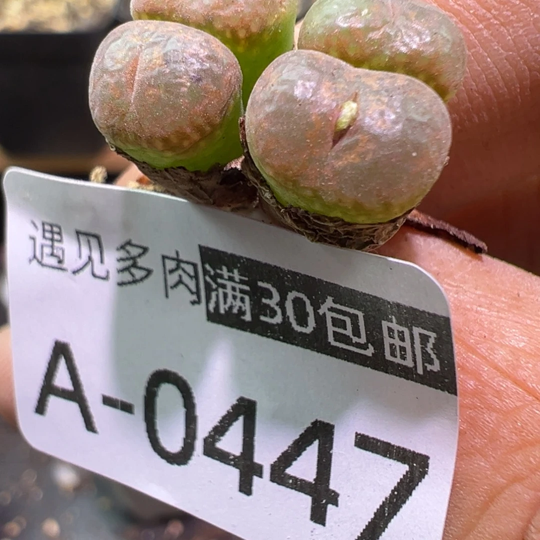 多肉植物11111111111