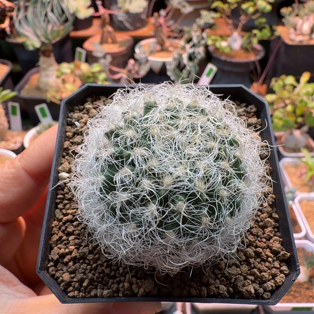 银翁玉800 仙人球