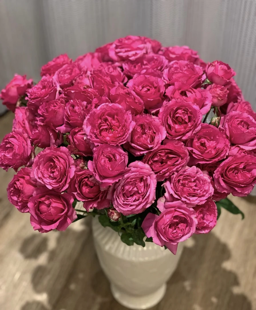 【紫雾泡泡 】任意两单及两单以上鲜花顺丰包邮发货