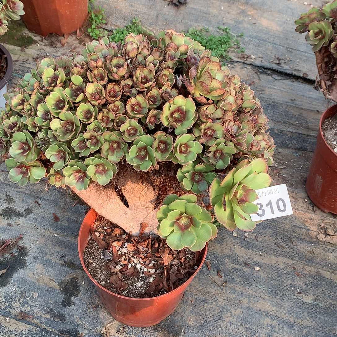 310万圣节缀化朵朵