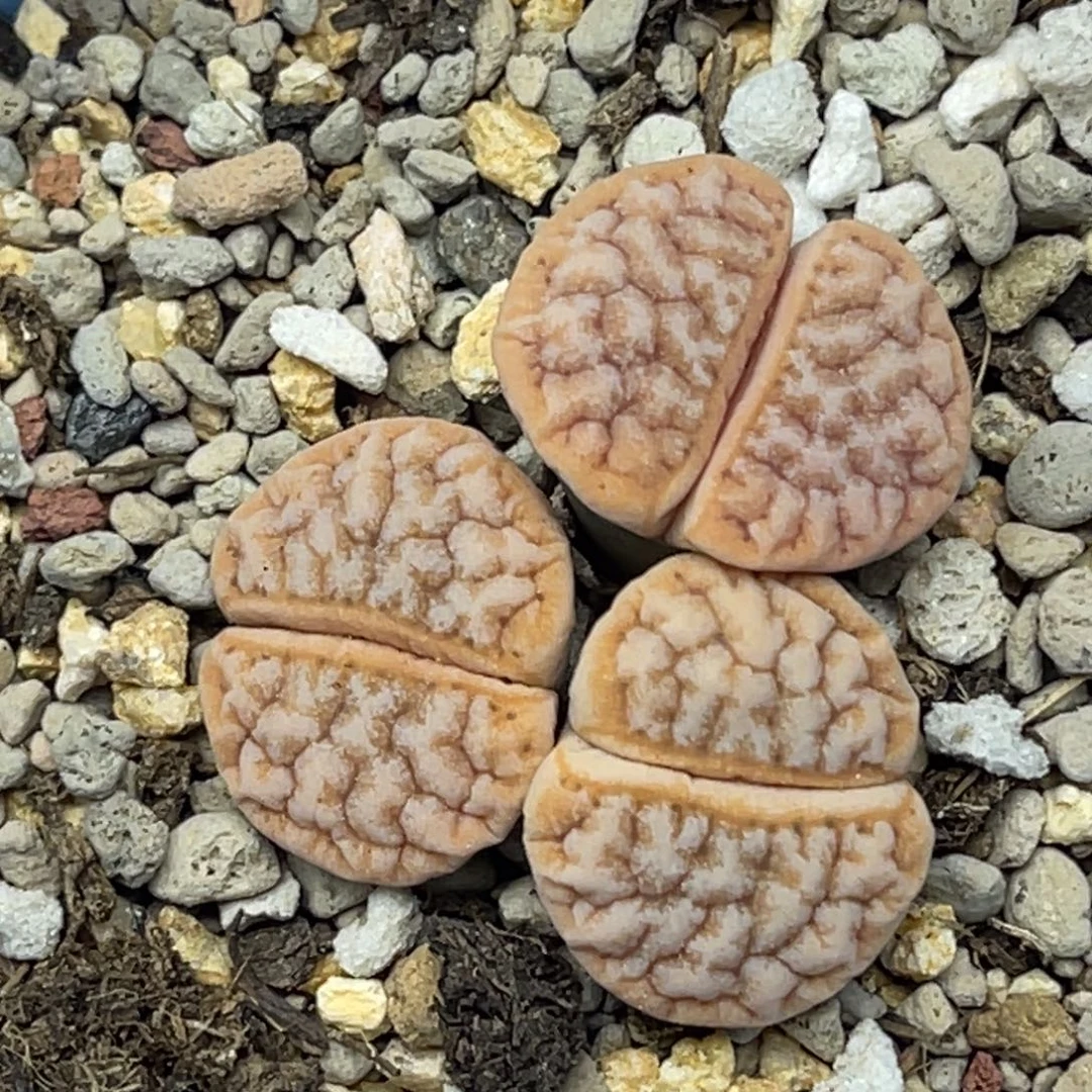 6241三头铁189群一颗