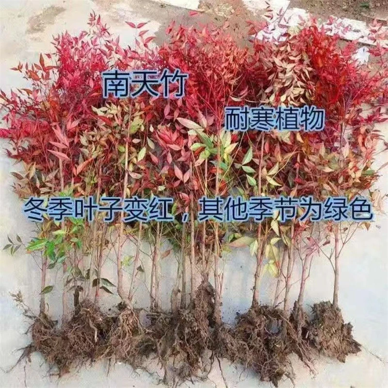 南天竹盆栽树苗火焰南天竹室内老桩盆景庭院观叶花卉绿植红南天竹