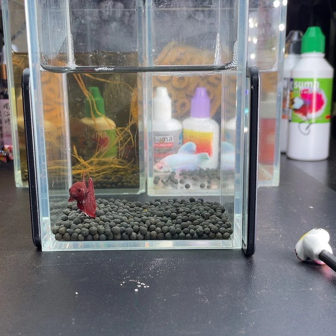 斗鱼25号1117早红肉