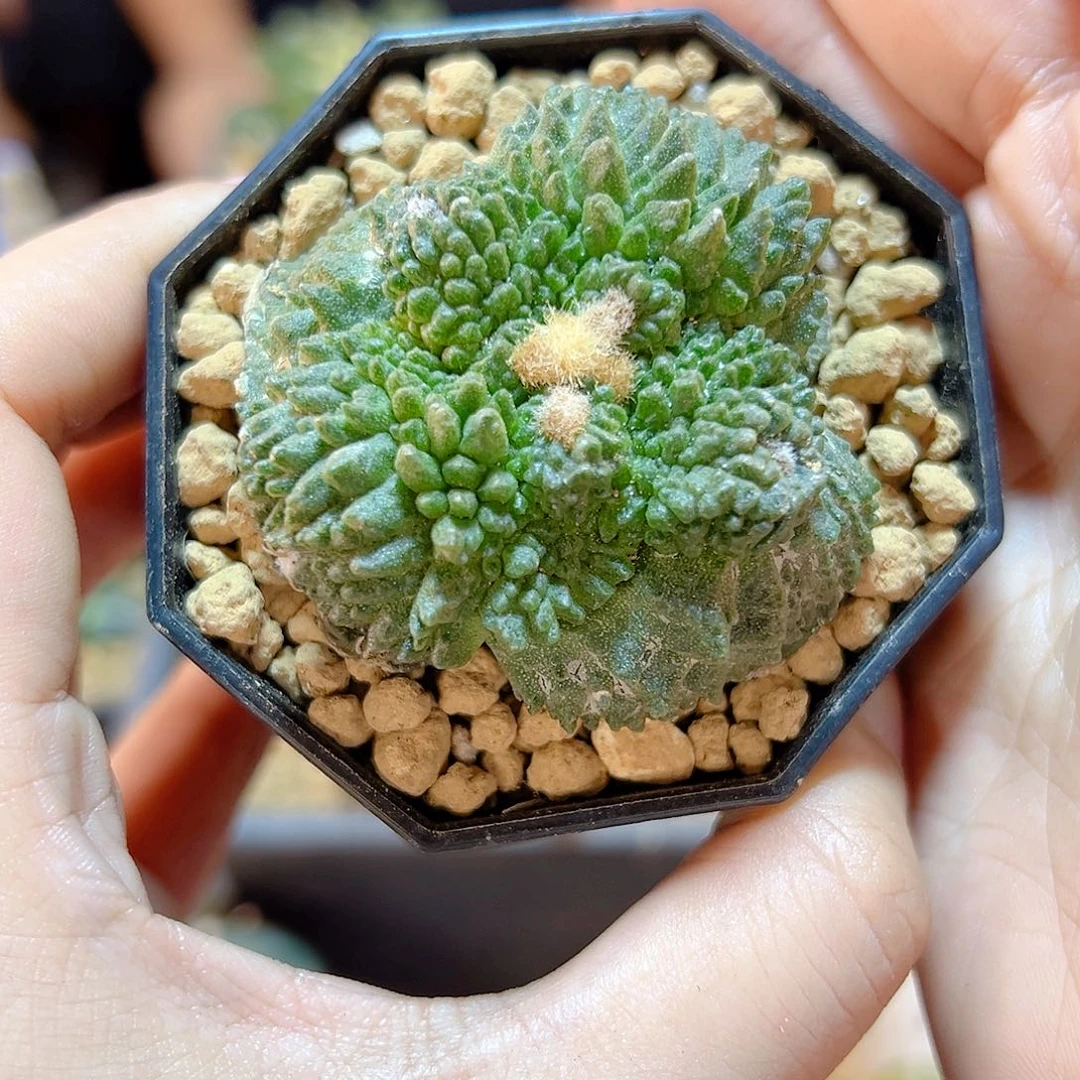 晚20号根芽哥斯拉牡丹5.3公分