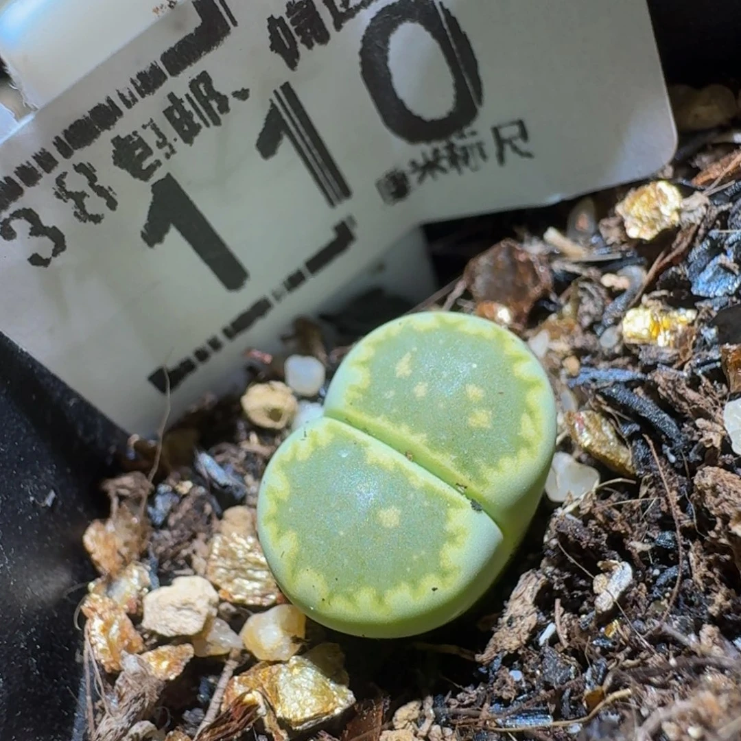 Sssss精品生石花110