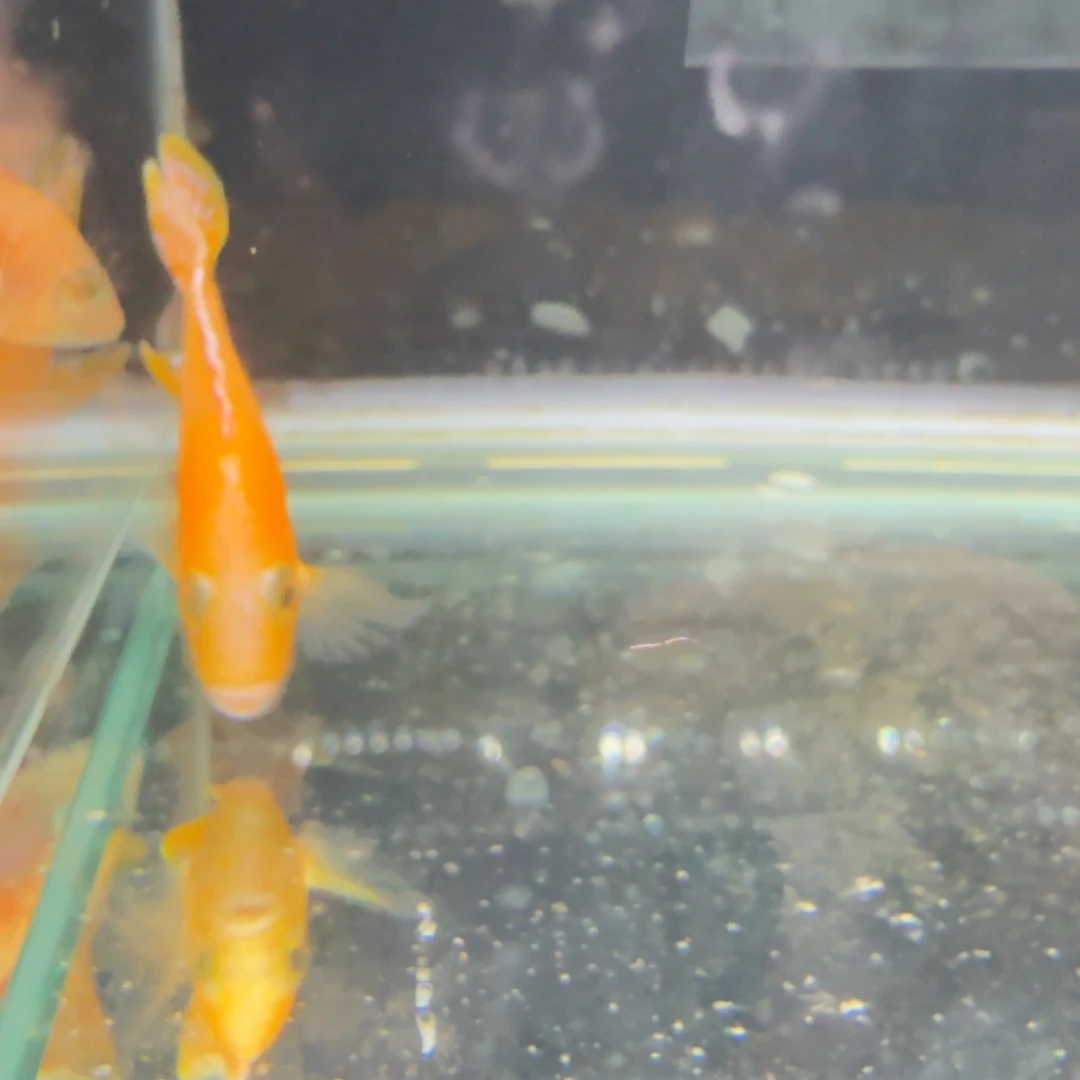 惠***叶海水火焰红1247。