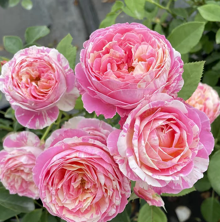 【一物一拍】棒棒糖月季1加仑阳台庭院盆栽地栽爆花开花