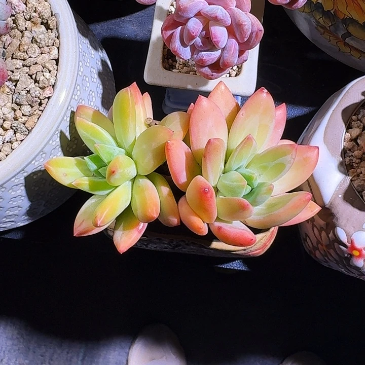 海洋之歌 双头 一物一拍