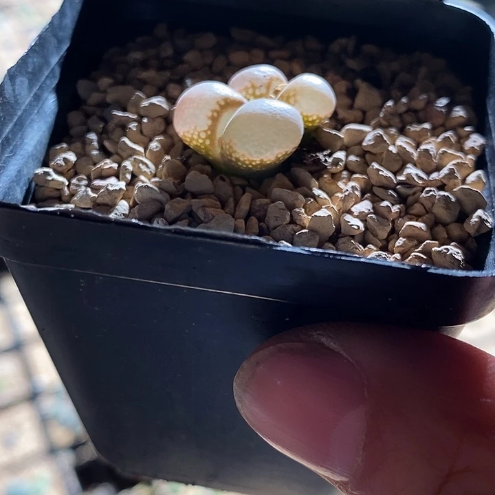 12398。  原株母本红风铃双头带盆。