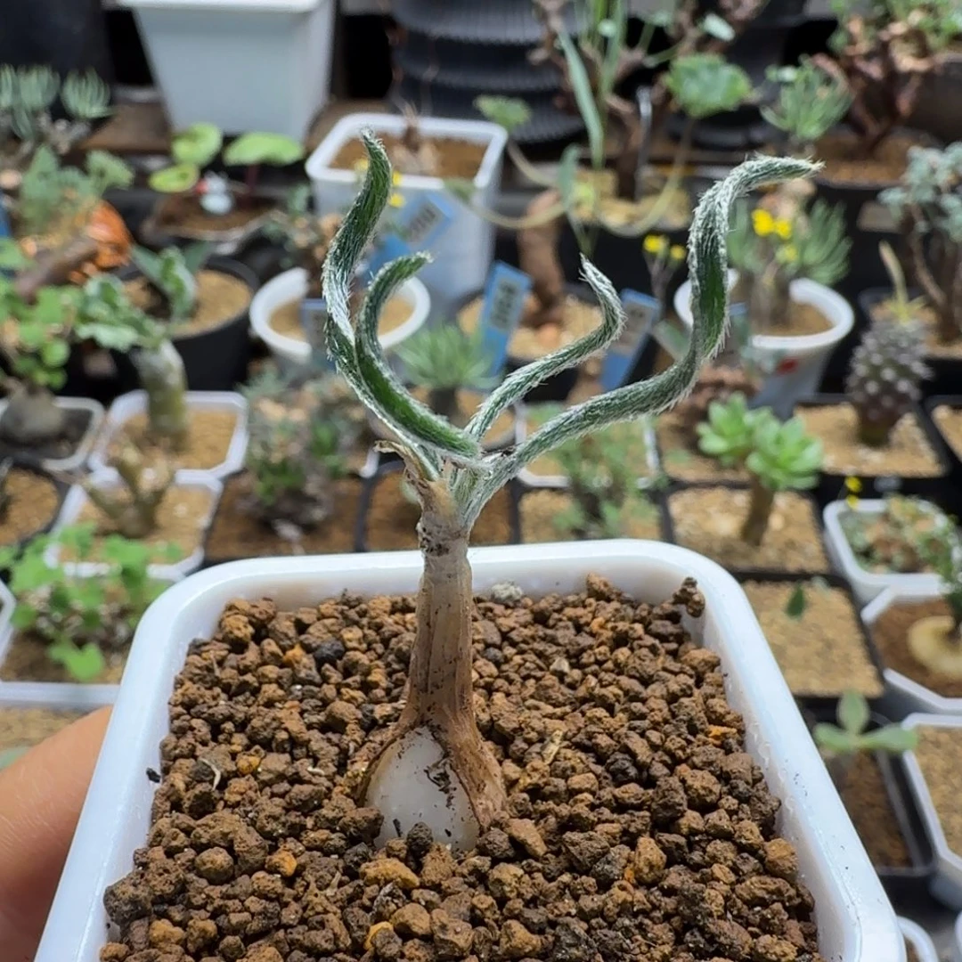 毛叶G V弹簧草203