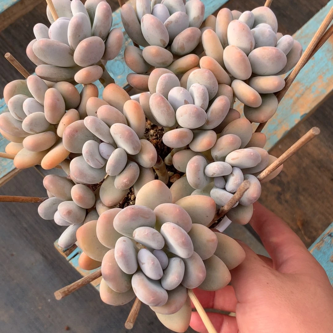 多恶津津乐道都吐咯哦哦哦