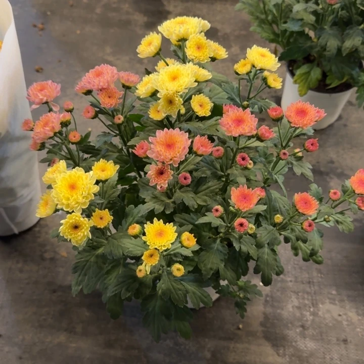 双色宝莲灯橘粉+奶油色