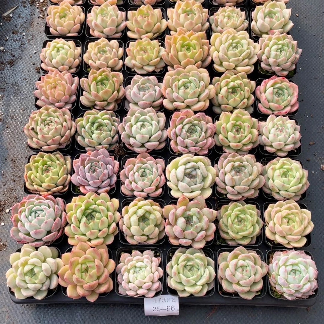 晴***季一物一拍48颗25-96