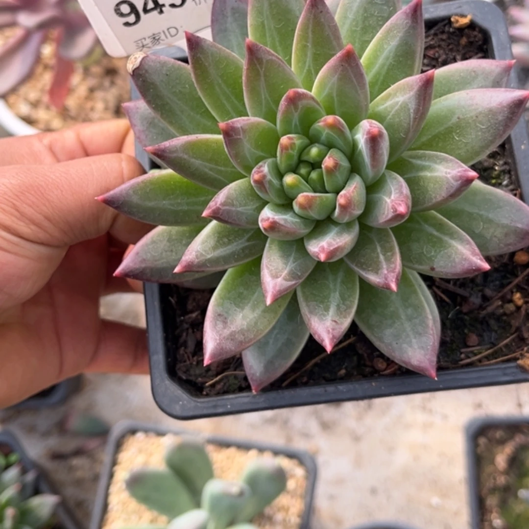 暗纹系美人多肉植物949
