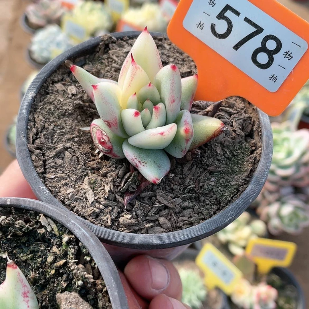 【闪购商品】578号