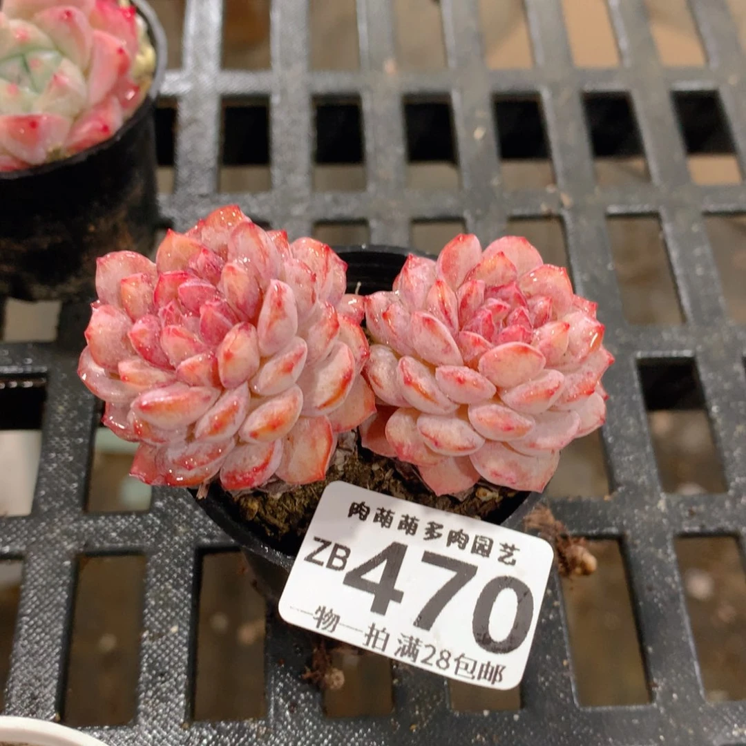 肉萌萌拇指盆精控多肉ZB470