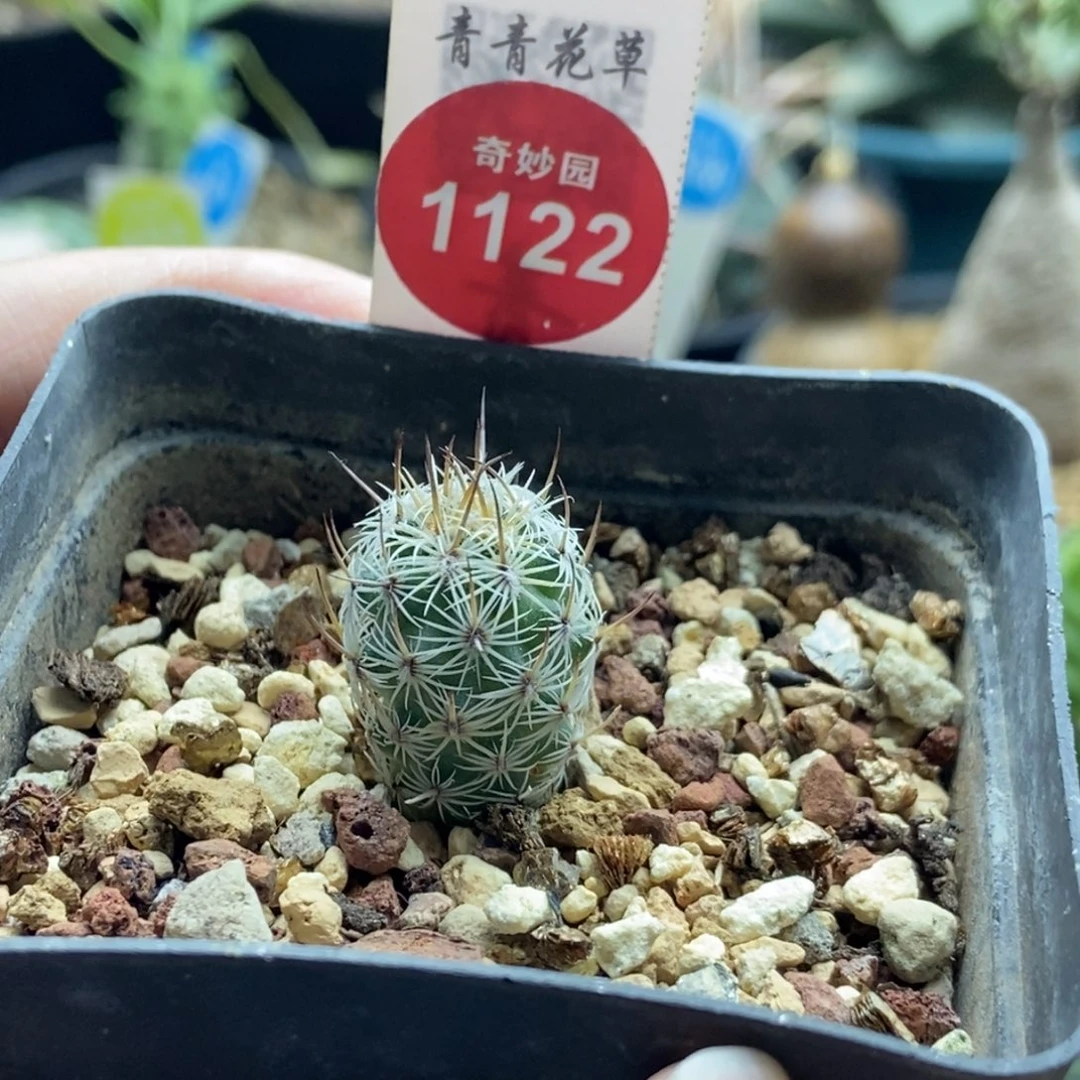实生带中刺滕荣丸1.6cm一棵仙人球