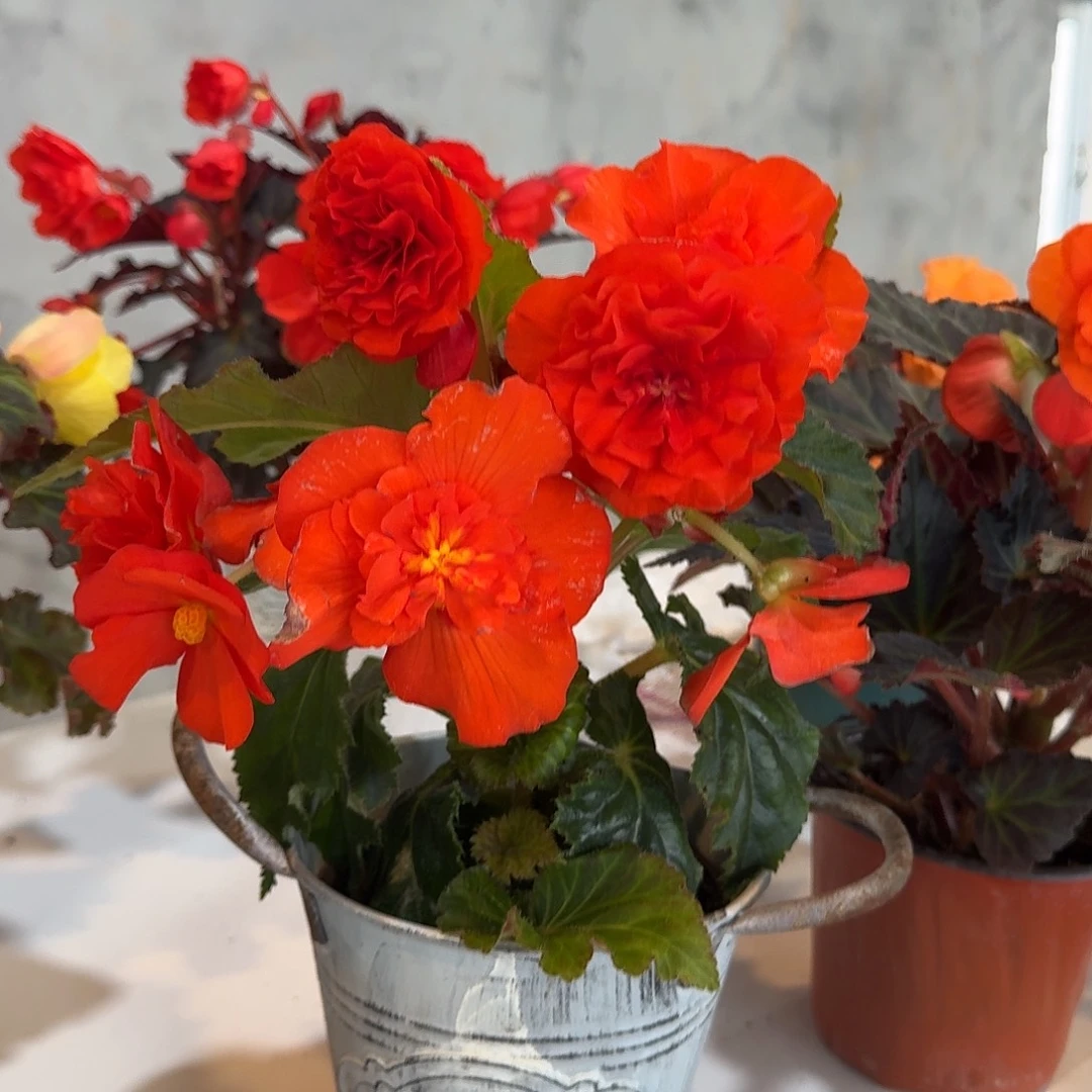 绿叶橙，不拍保温冻死不售后掉花折叶正常介意勿拍