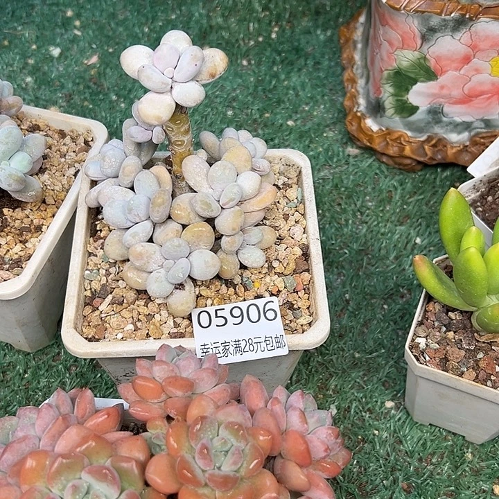 幸运儿是一位非常优秀且