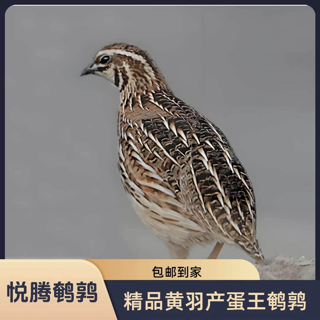 青年黄羽产蛋王鹌鹑活体可下蛋适合阳台饲养(顺丰包邮)