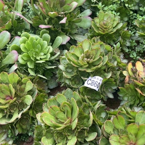 860万拉丝不包断枝