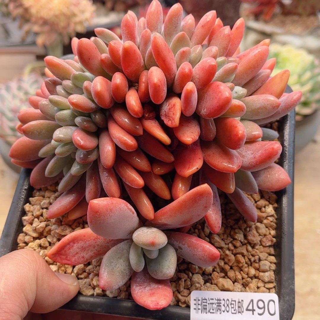 490粉兔缀德华多肉