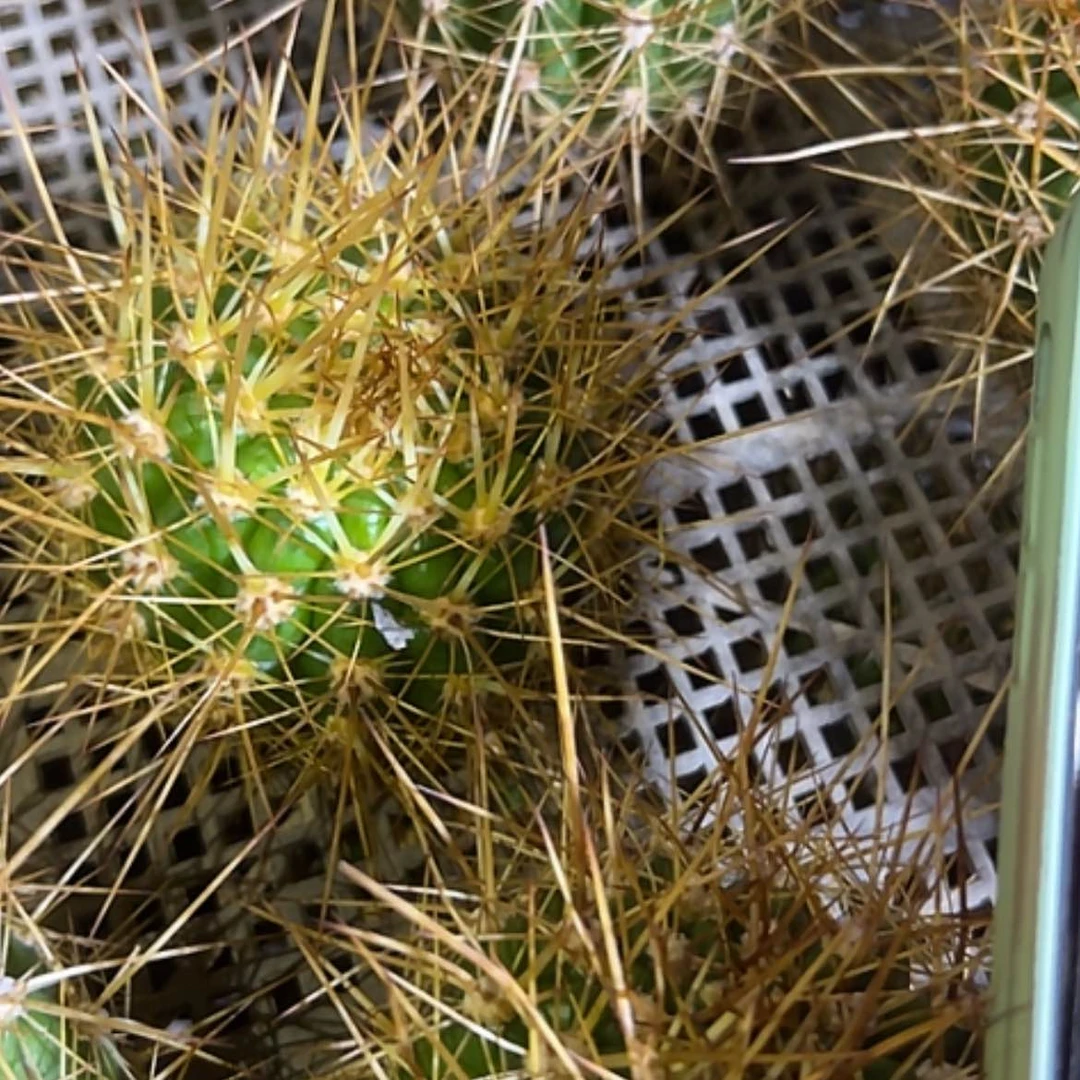 【闪购商品】满江红