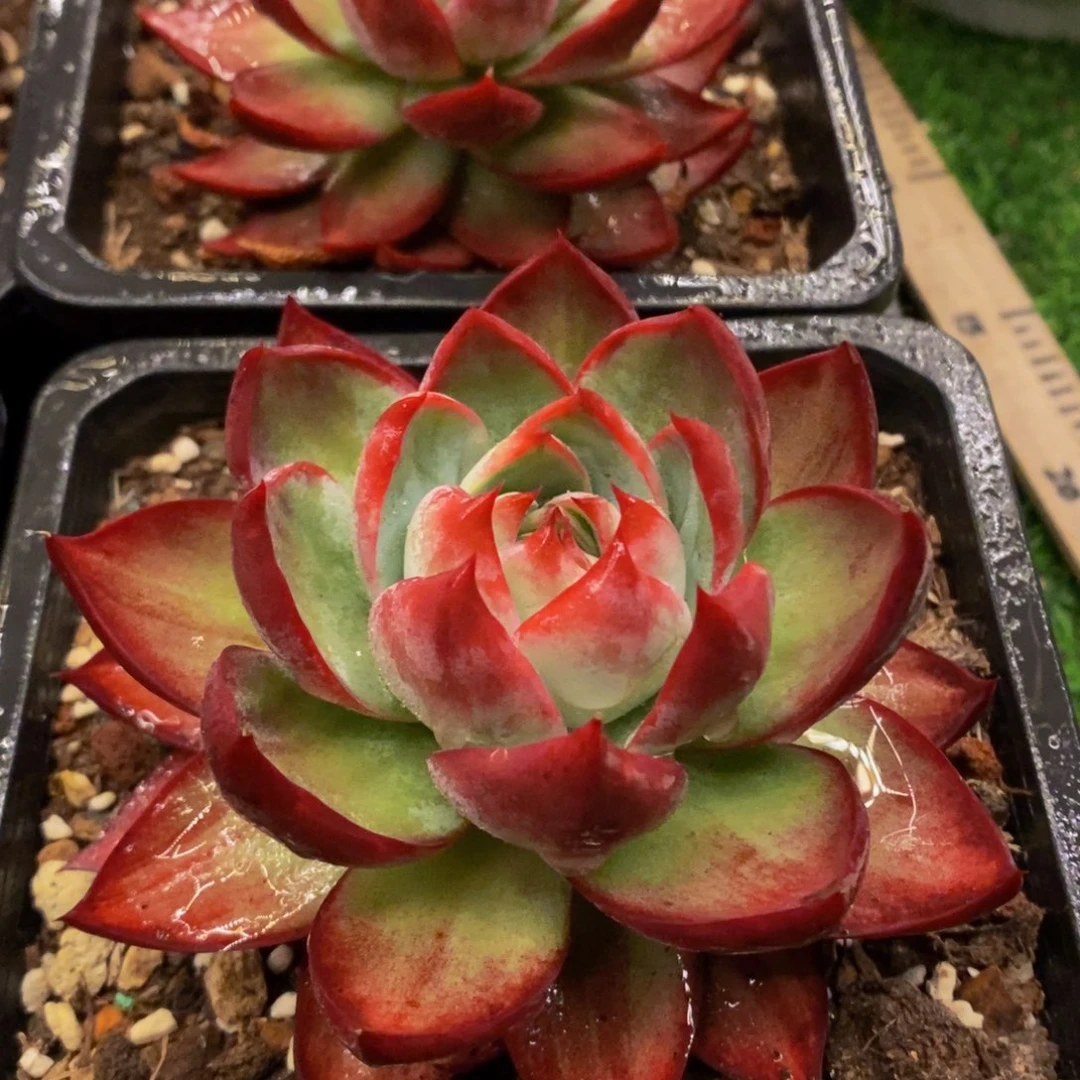 3颗惊鸿仙子只要19.8米