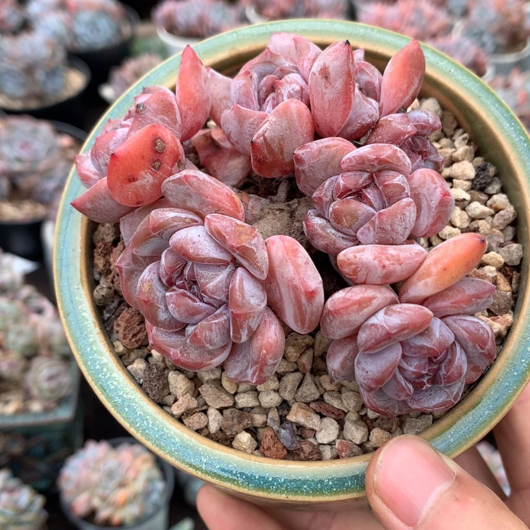 小***装哈哈哈哈哈哈哈哈哈