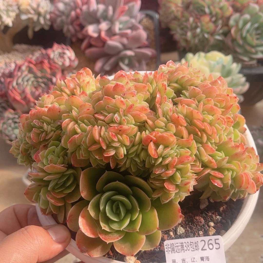 265星娜塔缀半木桩德华多肉