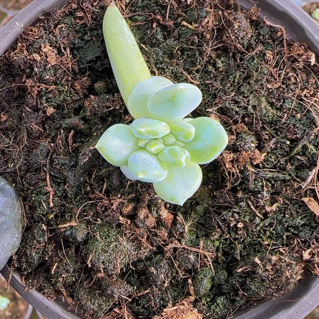 壹***二青禾美人缀化一物一拍