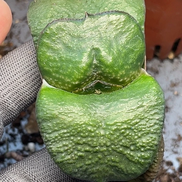 一物一拍竞拍福利拍