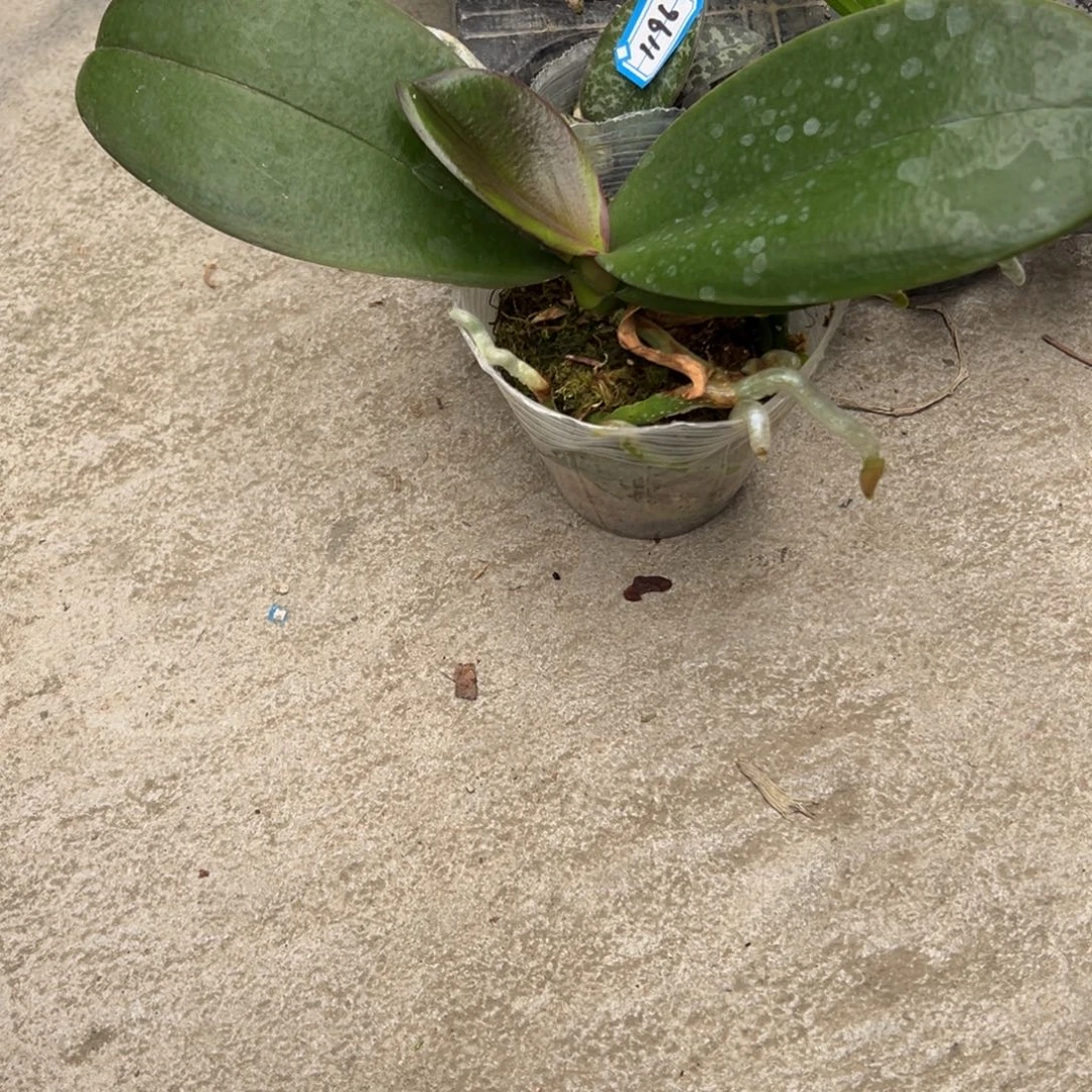 S***系当前无花朵，栽培后可花朵4130哈根达斯