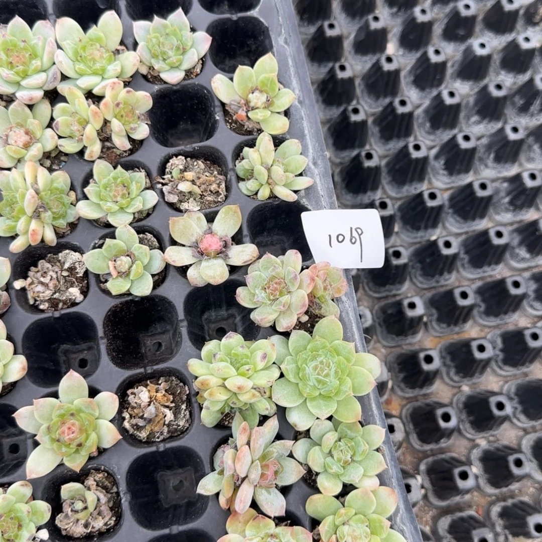 1069 号两半框满20包邮