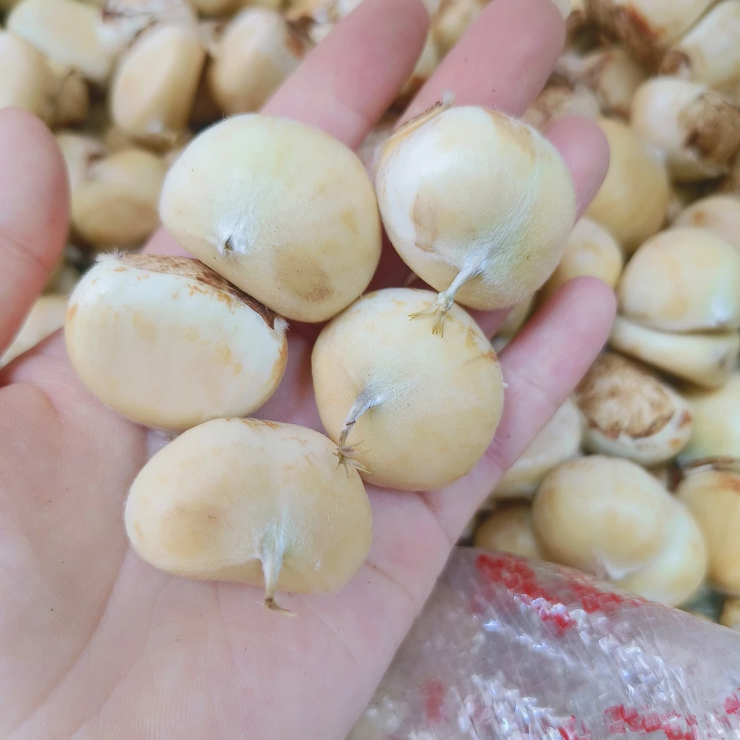 金寨板栗2025年新品大别山特产新鲜去刺壳嫩板栗当天采摘发货包邮